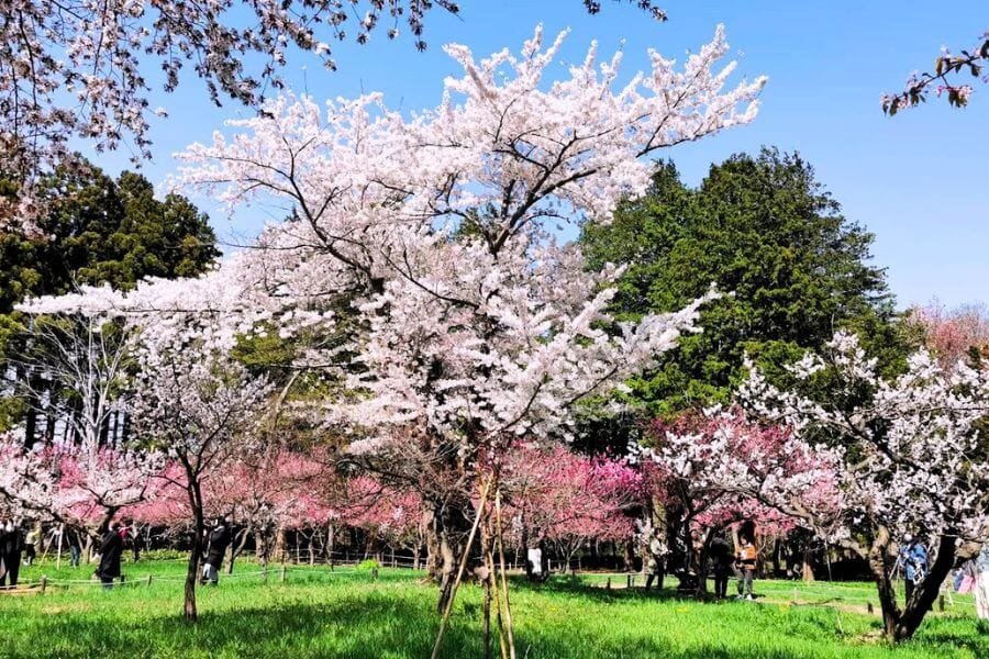 Maruyama Park cherry blossoms in full bloom.