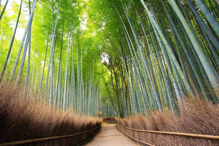 Arashiyama,and its famous bamboo groves