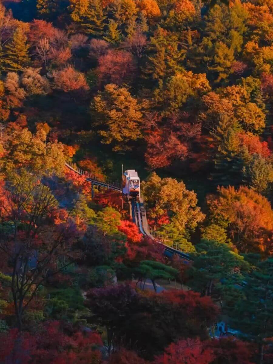 tram among fall leaves