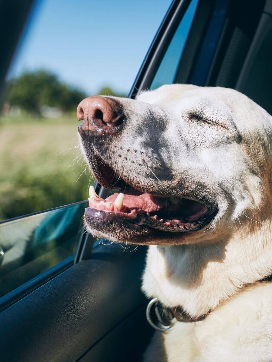 Dog road trip tips