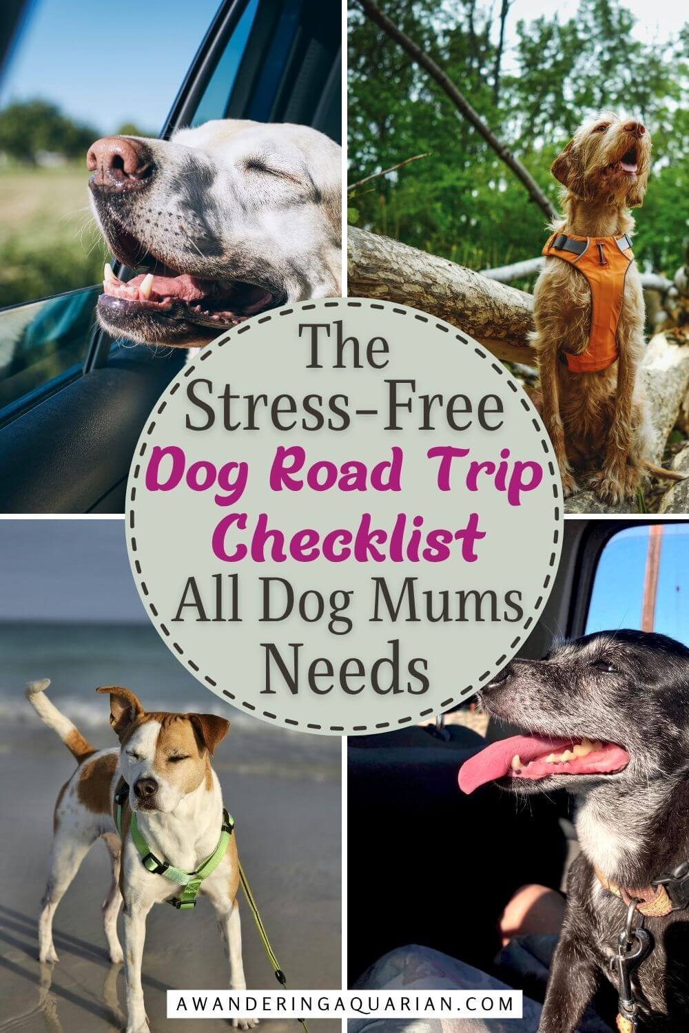 Dog road trip tips